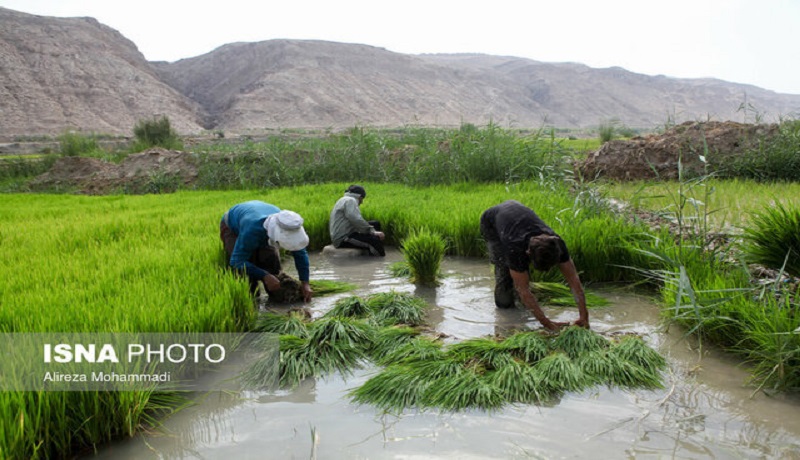 قیمت خرید توافقی برنج هر چه سریع‌تر اعلام شود
