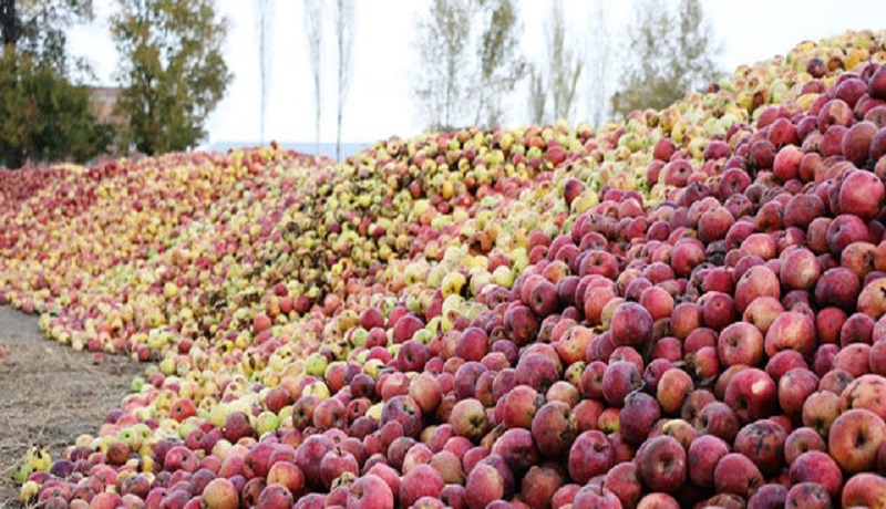 قیمت سیب صنعتی ۸۰۰ تومان تعیین شد