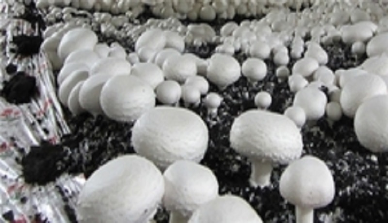 زیان پرورش دهندگان قارچ‌ ادامه‌دار شد / پیش بینی صادرات روزانه ۲۰ تن قارچ به عراق