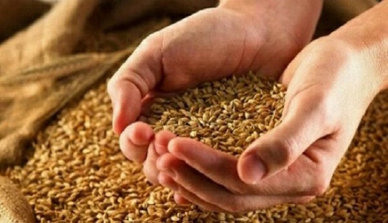 زمان عرضه گندم در بورس کالا فرارسیده است