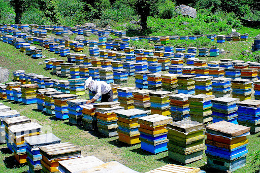 سومین آیین روز جهانی زنبور ۳۱ اردیبهشت برگزار می‌شود