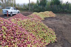 معاون وزیر جهاد کشاورزی: خرید تضمینی سیب، سدی محکم در مقابل دلالان است