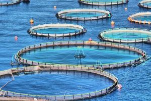 نصب ۵۷ قفس پرورش ماهی در دریای عمان