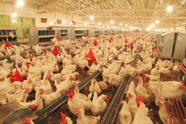 ظرفیت کل تولید مرغ شهرستان عجب شیر به ۱۸۳۷ تن رسید