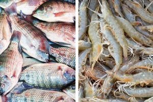 امکان پرورش ۳۵۰ هزار تن میگو و ماهی در آب‌های ساحلی کشور