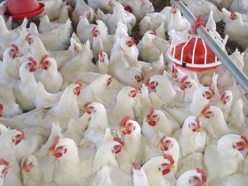 حدود ۹ هزار تن نهاده طیور میان مرغداران مرغ تخمگذار کرمانشاه توزیع شد