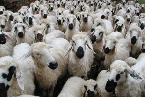 افزایش قیمت گوشت گوسفند در روزهای گذشته ​