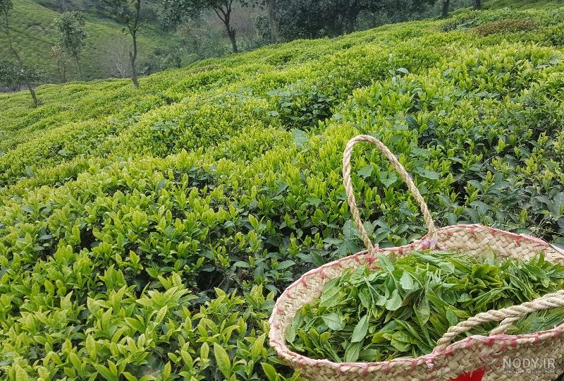 تولید ۱۳۷ هزار تن برگ سبز چای/۹۸ درصد مطالبات چایکاران پرداخت شد