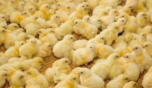 توافق مرغداران برای کاهش قیمت جوجه به ۱۶۹۰۰ تومان