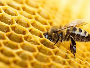 ضرورت توسعه شرکت‌های دانش‌بنیان و خلق ثروت در صنعت زنبورداری