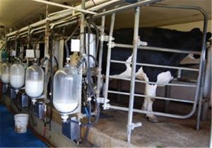 ثبت کمترین تورم برای شیر و بیشترین تورم برای گوشت گوساله