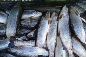 تولید ماهی قزل آلا نسبت به سال قبل ۲۵ درصد کاهش یافت