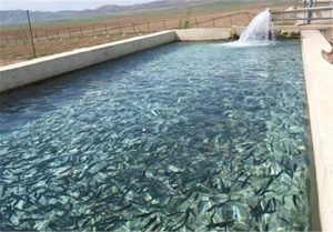 بیش از ۳ هزار تُن ماهی خوراکی در تهران پرورش یافت