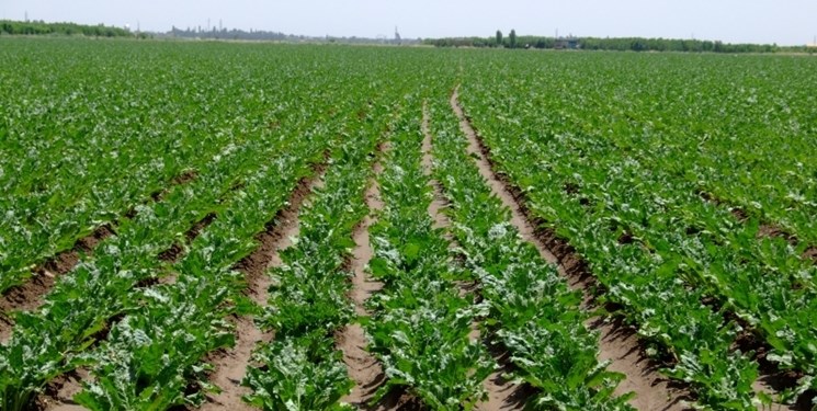 جابجایی ۳۰۰ هزار تن محصول چغندرقند از خوزستان