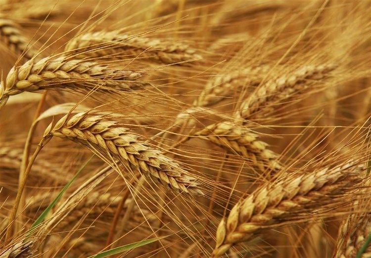 برداشت بیش از ۱۸۰۰ تن گندم در آبادان