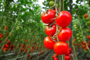 ۶ میلیون تن گوجه فرنگی در کشور تولید می شود