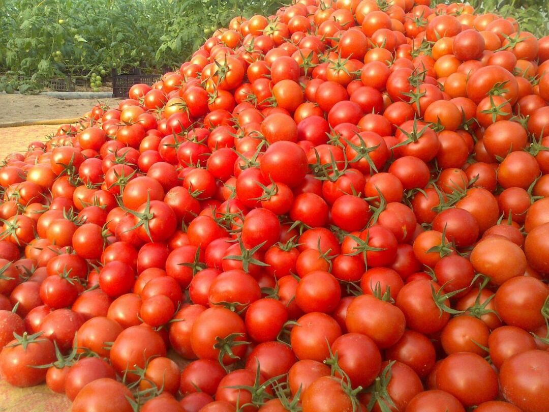 گوجه فرنگی یکماه دیگر ارزان می شود/ لزوم مدیریت صادرات سیب زمینی