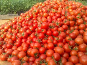 کاهش ۵۰ درصدی سطح کشت گوجه فرنگی در فضای آزاد در آذربایجان شرقی