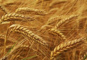 قیمت گندم به زودی اعلام می‌شود