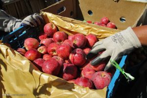 ممنوعیت مصرف دو مورد از سموم در فرآیند سورتینگ و انبارداری سیب