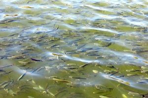 رهاسازی ۵۰۰ هزار بچه ماهی بومی در منابع آبی شوشتر