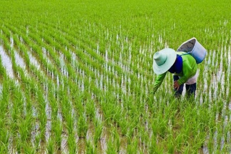 کاهش ۸۰ درصدی کشت برنج در خوزستان/ برخورد قضایی با متخلفان