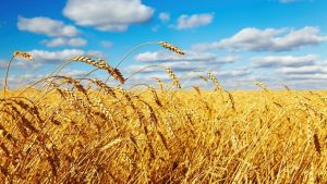 خرید ۴۶ درصد گندم کشور از ۴ استان