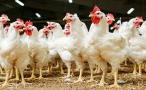 بازگشت ۱۳ واحد مرغداری گوشتی راکد و مشکل دار در شهرستان مرند به چرخه تولید