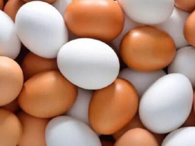 صادرات تخم‌مرغ ۱۰ درصد افزایش یافت
