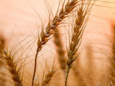 فرآوری ۱۰۸۰۰ تن بذر اصلاح شده گندم و جو توسط تعاون روستایی