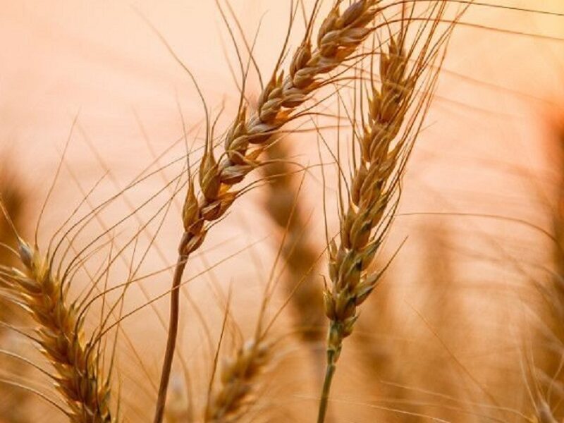 واردات گندم ۴۶ درصد کاهش یافت
