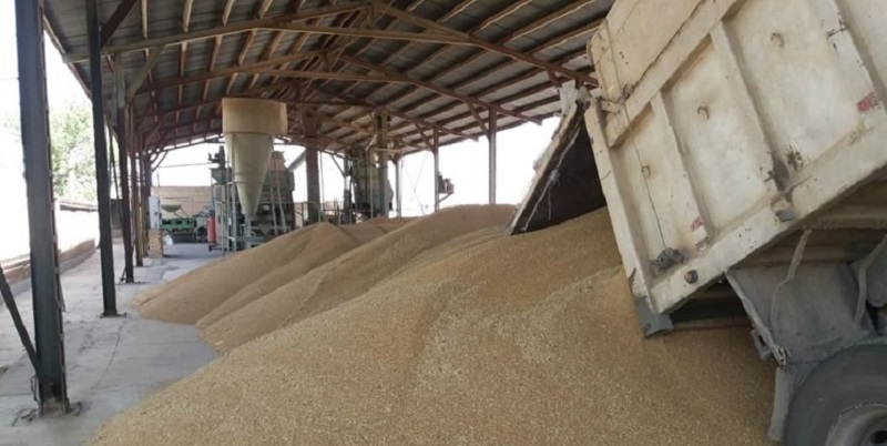 انتقال صدها هزار تن گندم به سیلوها در پی بارندگی‌های اخیر خوزستان