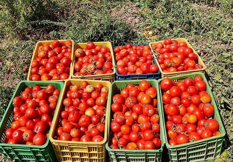 برداشت ۱۴۰ هزار تن گوجه‌ فرنگی از مزارع استان بوشهر