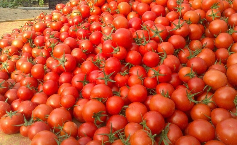 کاهش عوارض صادراتی گوجه فرنگی