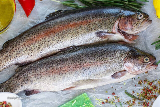 ایران رتبه اول در تولید ماهی قزل‌آلا را دارد