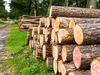 مصرف سالانه ۱۲ میلیون و ۱۰۰ هزار هکتار متر مکعب چوب در کشور