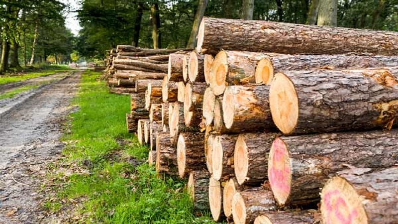 مصرف سالانه ۱۲ میلیون و ۱۰۰ هزار هکتار متر مکعب چوب در کشور