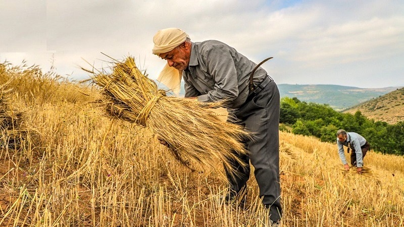 متوسط قیمت خرید محصولات از کشاورز اعلام شد/ کاهش ۱۸ درصدی قیمت برنج