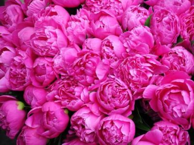 ایران بزرگترین تولیدکننده و صادرکننده گل محمدی و گلاب جهان