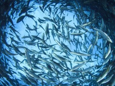 افزایش ۸ درصدی تولید آبزیان/ رهاسازی ۵۰۰ میلیون قطعه بچه ماهی