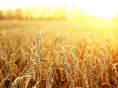 افزایش تولید گندم در واحد سطح با مشارکت کشاورزان