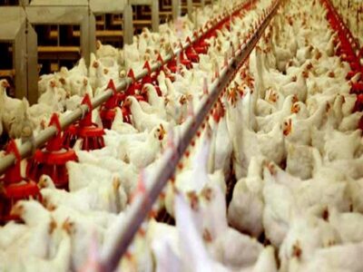 سهم مرغ لاین آرین به ۳۰ درصد می‌رسد/ معرفی ۶ نژاد مرغ بومی تخم‌گذار