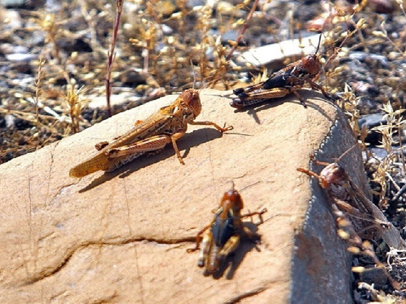 مدیر مبارزه با آفات عمومی و همگانی مطرح کرد: احتمال ورود ملخ صحرایی از هند به استانهای جنوبی کشور
