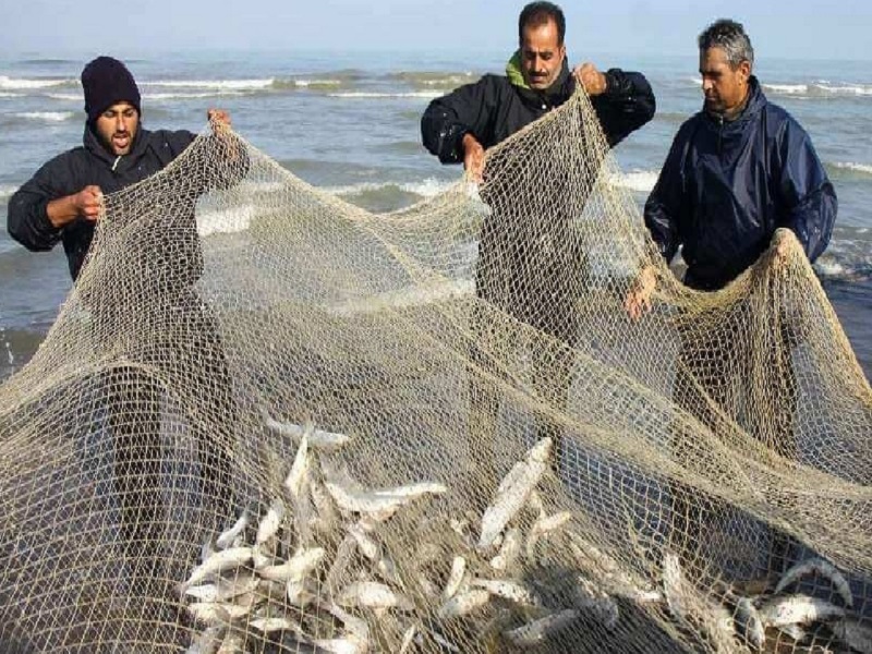 صید ۲۲۵ تنی ماهیان استخوانی در گیلان