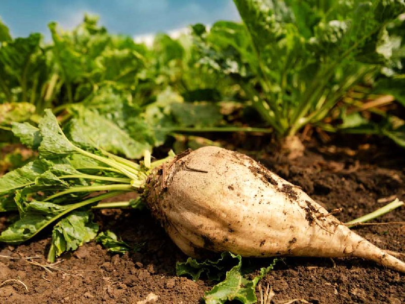 رئیس مؤسسه تحقیقات چغندرقند کشور مطرح کرد: رشد ۲۰ برابری کشت پاییزه چغندرقند در کشور