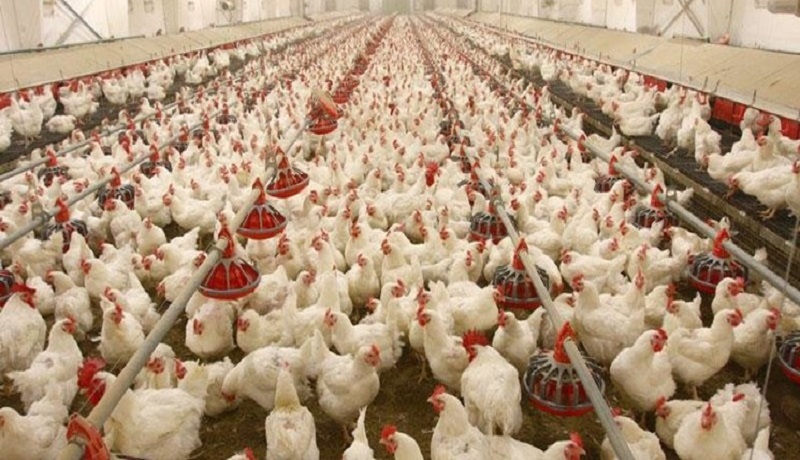 دخالت‌ بخش‌های دولت در تولید مرغ/تولید کنندگان جوجه‌های یک روزه را معدوم می‌کنند