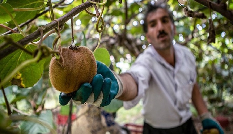 صادرات کیوی آزاد شد