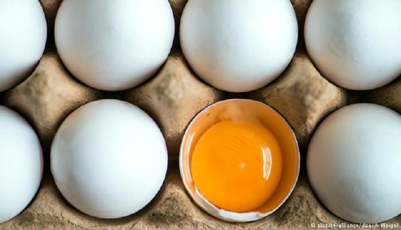 اصلاح نرخ بنزین تاثیری بر قیمت تخم‌مرغ ندارد