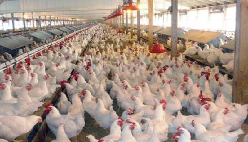 زیان یک هزار و ۵۰۰ تومانی مرغداران در فروش/قیمت هر کیلو مرغ به ۱۱ هزار و ۸۰۰ تومان رسید