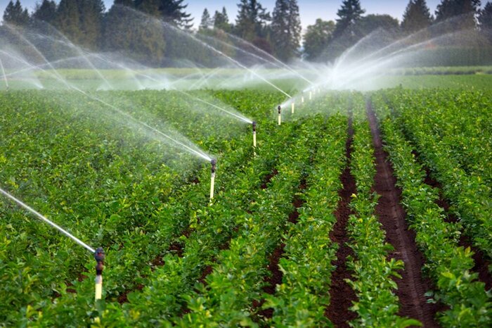 هدررفت سالانه ۶۵ درصد آب شیرین‌ کشاورزی و ‌۲۰ درصد محصولات‌